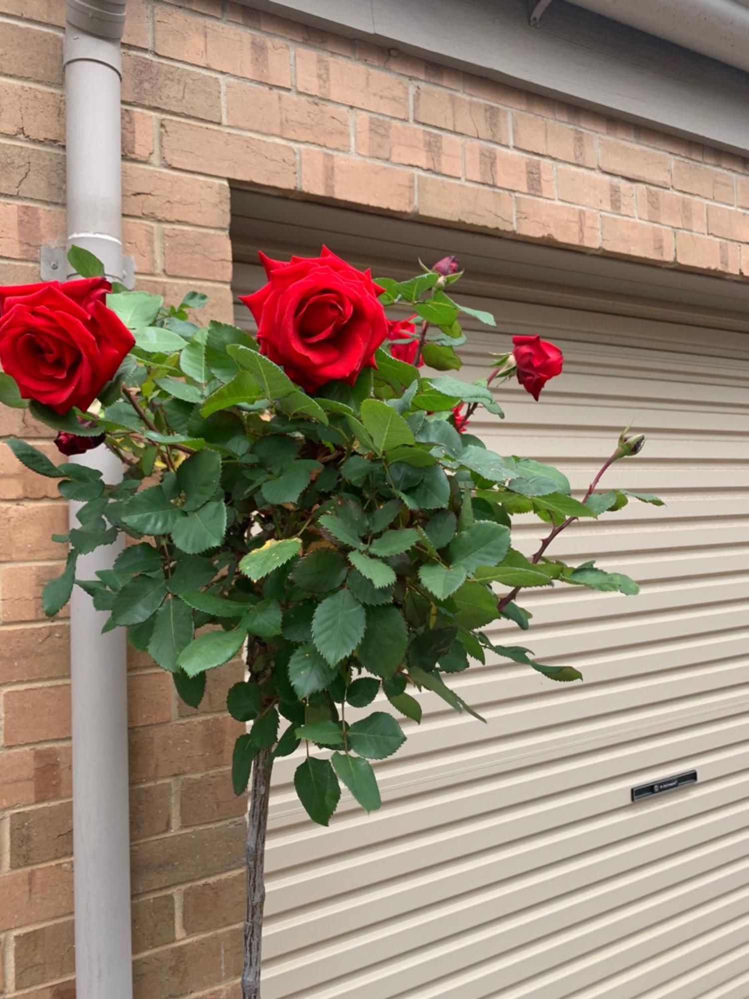 Adelaide Style Accommodation-Close To City-North Adelaide-3 Bdrm- Free Parking Εξωτερικό φωτογραφία