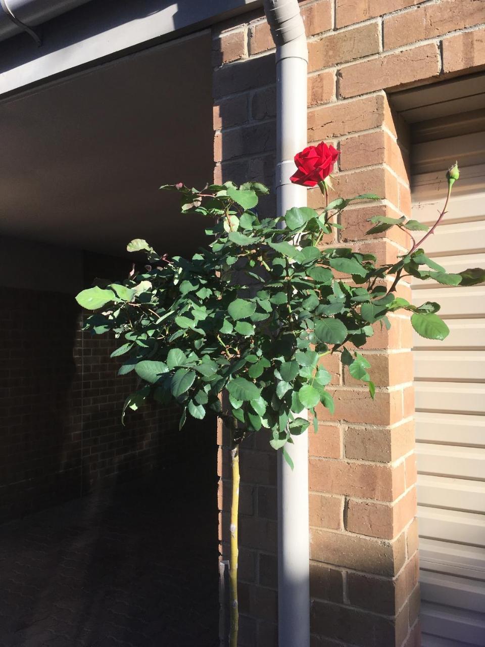 Adelaide Style Accommodation-Close To City-North Adelaide-3 Bdrm- Free Parking Εξωτερικό φωτογραφία